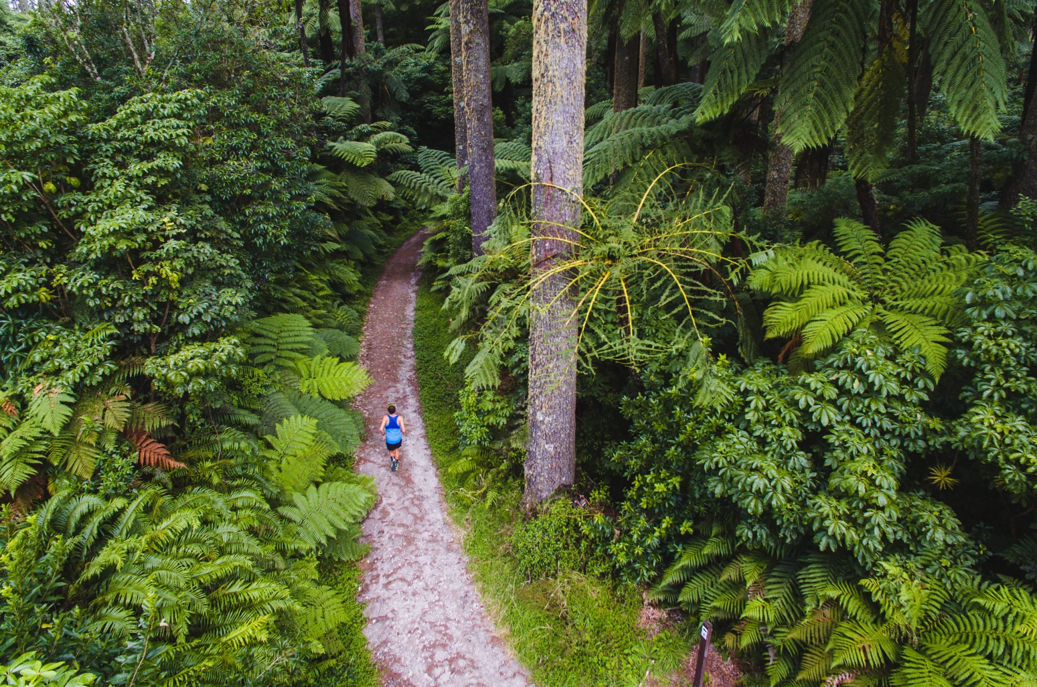 Aerial view of man running through wood.