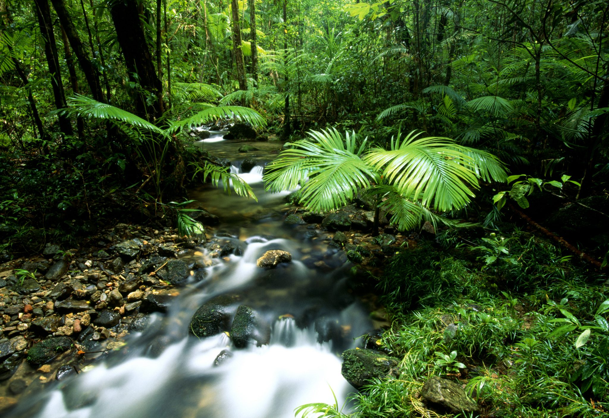 Daintree Rainforest, Australia