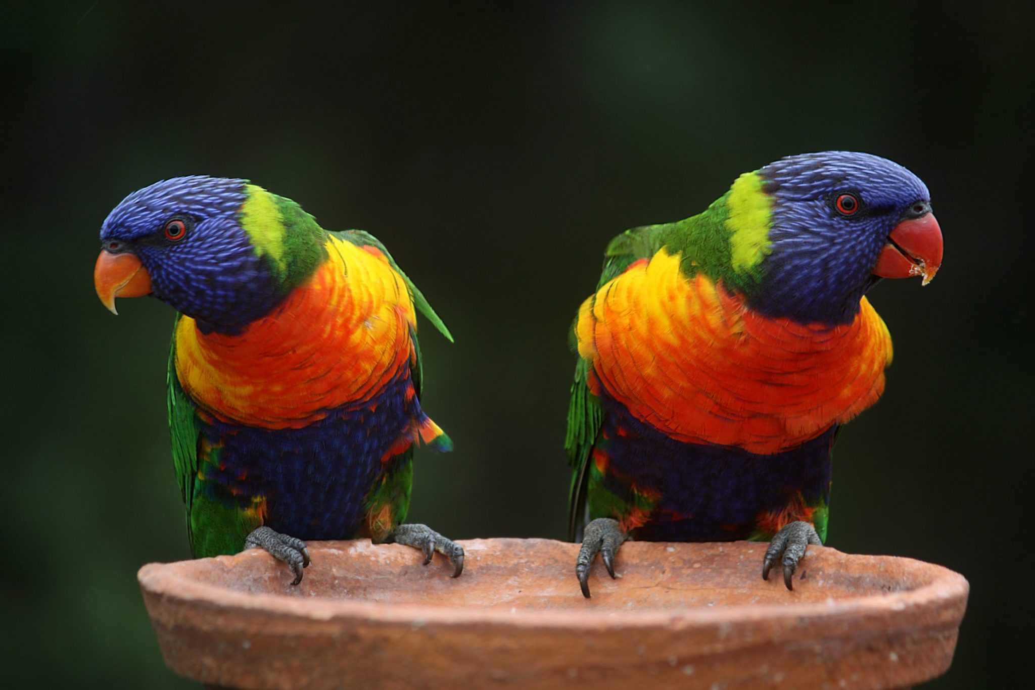 rainbow-lorikeet-686100