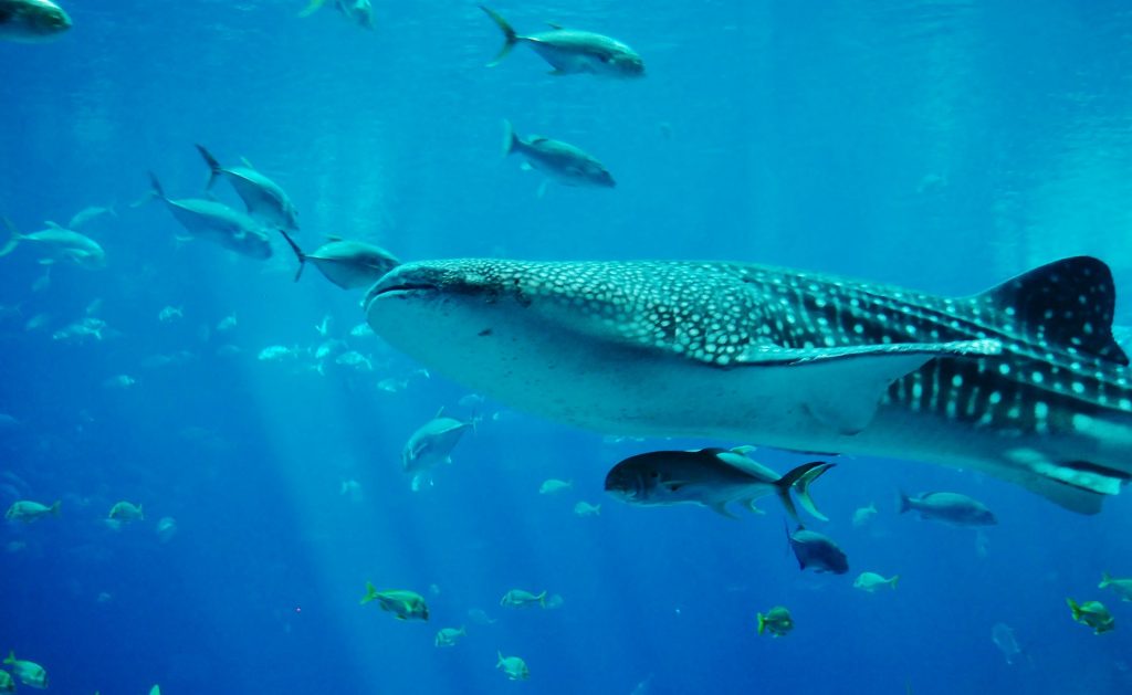 Ningaloo Reef - Exmouth
