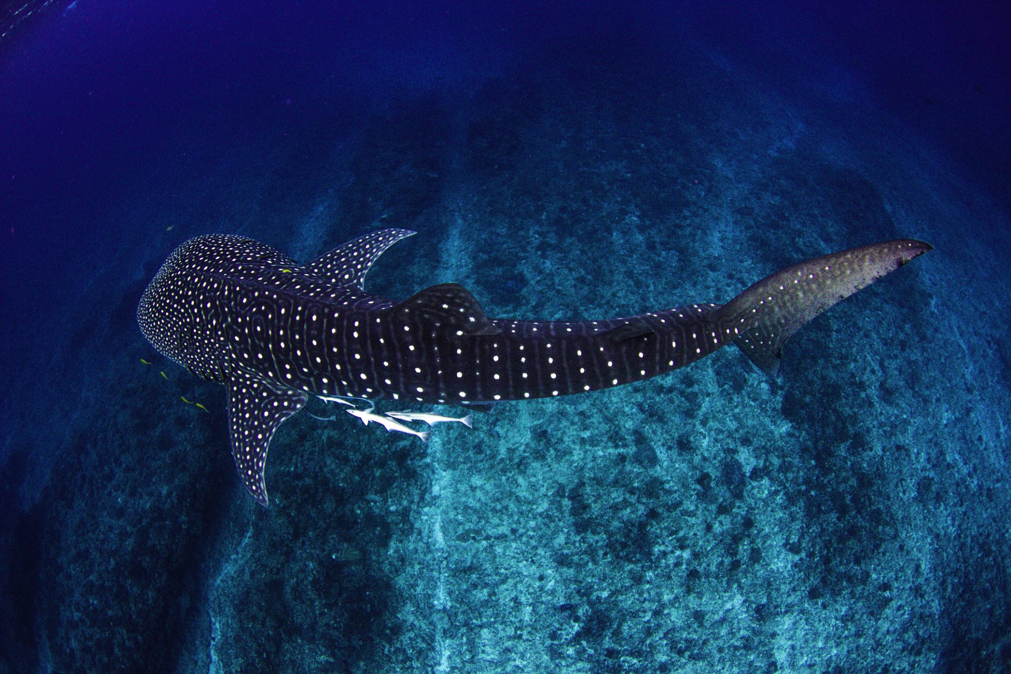 Ningaloo Reef - Exmouth