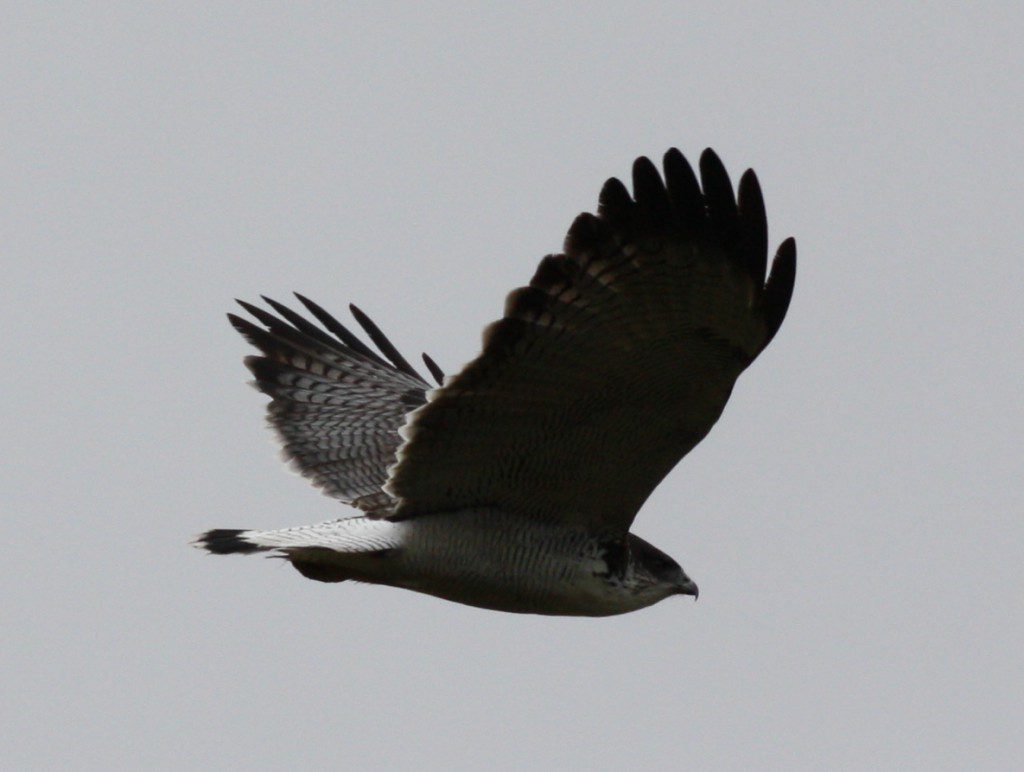 Colca Canyon