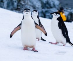 Two-Hummock-Island-Antarctica-unsplash-1-1024x576