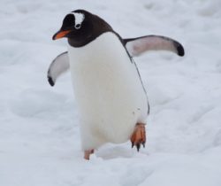 gentoo-penguin-antarctica-unsplash-2-1024x682