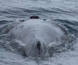 humpback-whale-antarctica-unsplash-1024x683