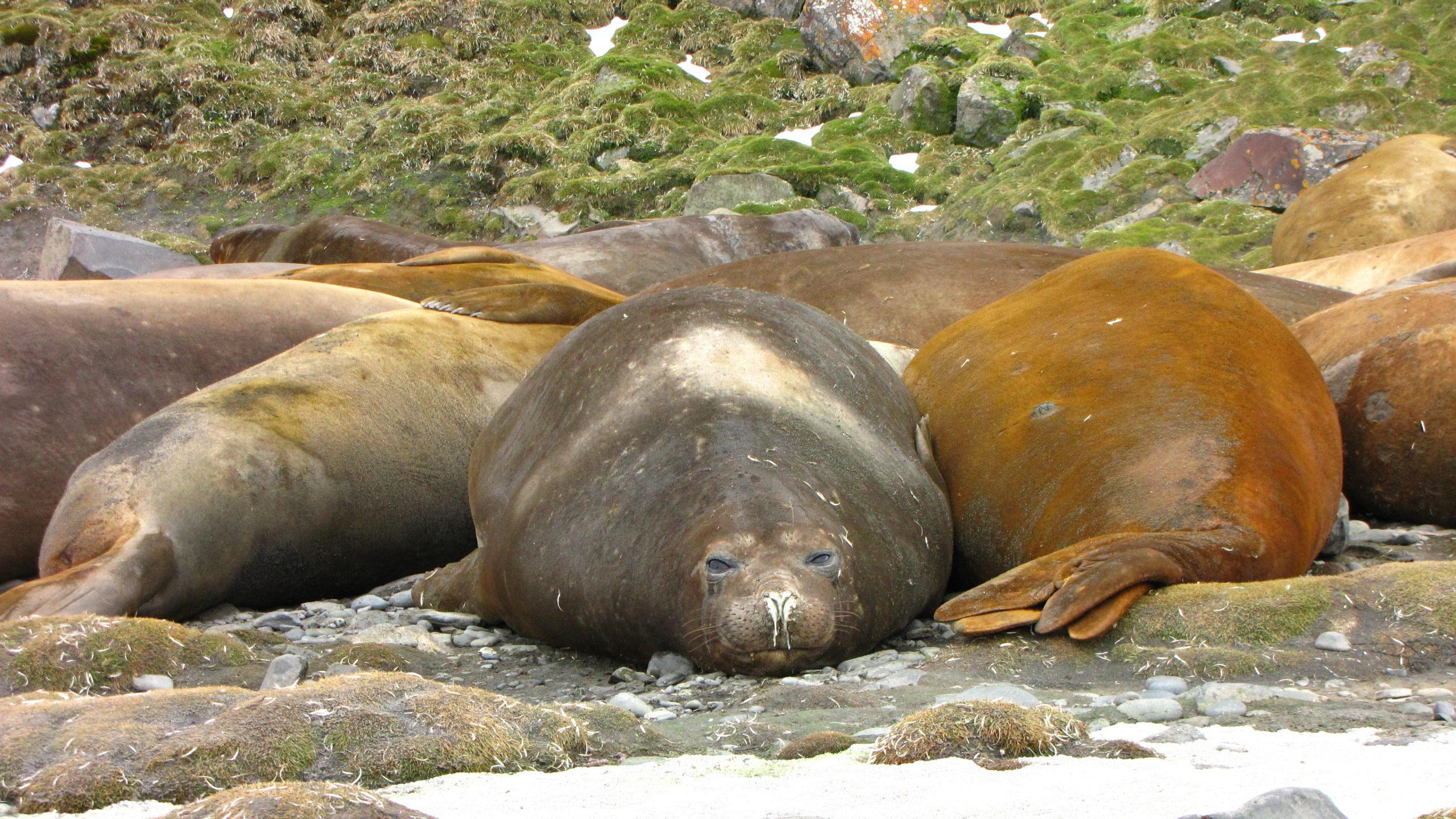 Antarktida a Jižní Shetlandské ostrovy