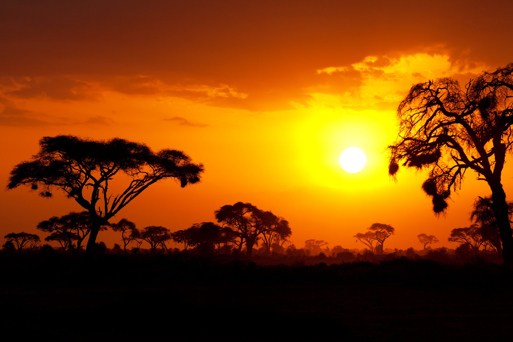 NP Amboseli
