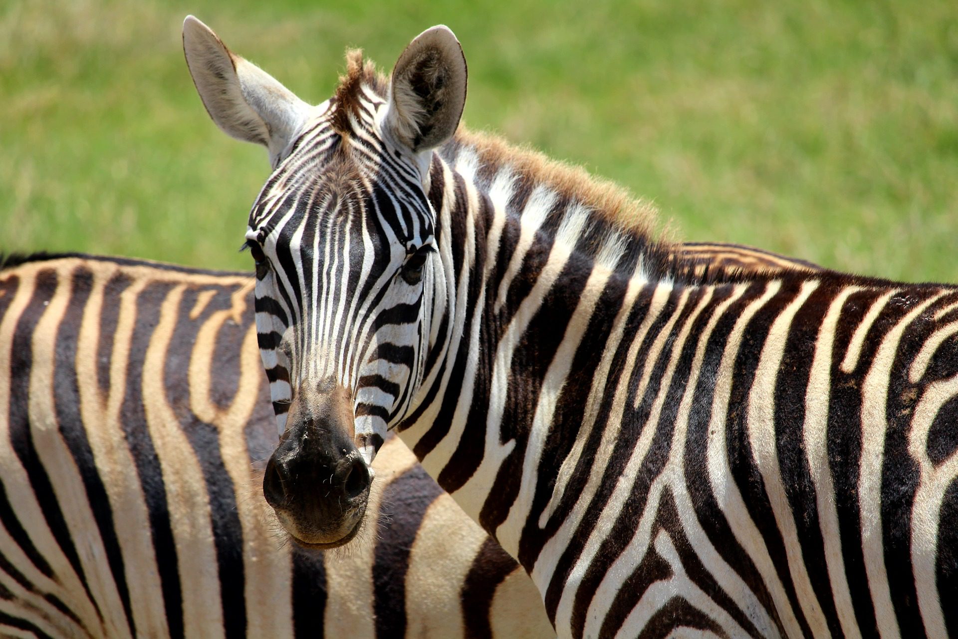 NP Amboseli