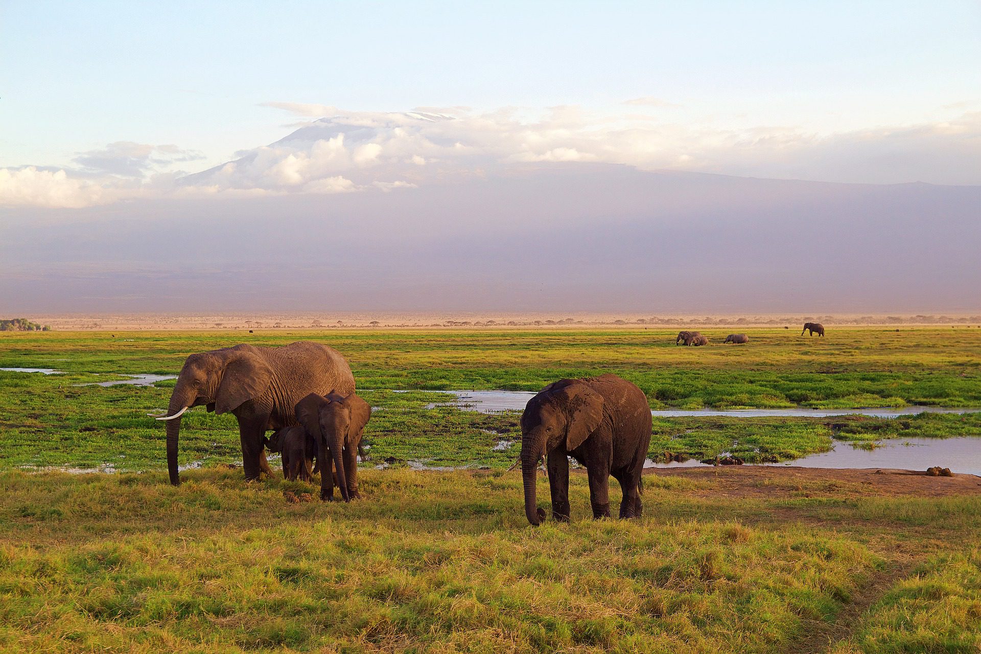NP Amboseli