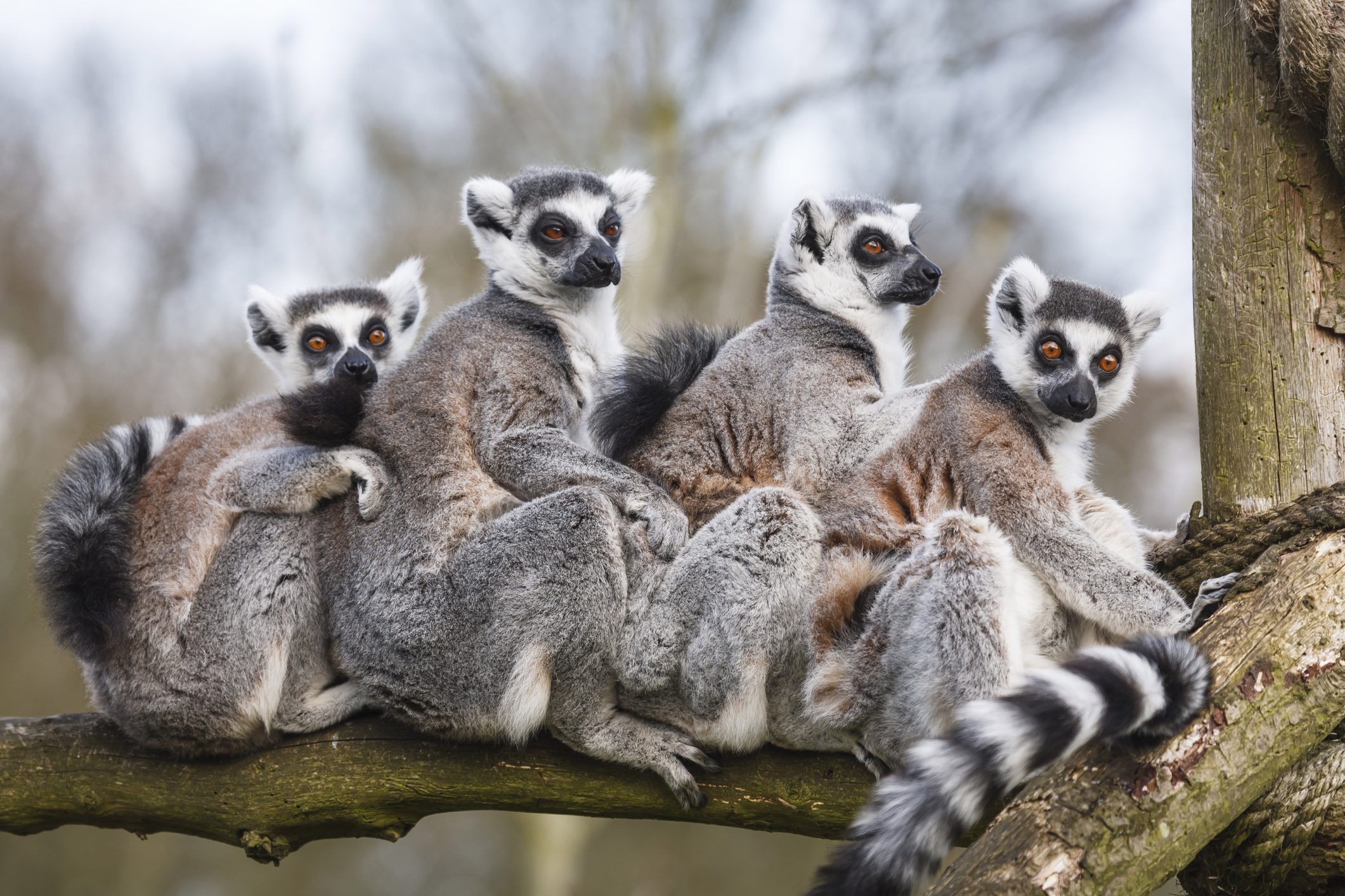 Lemur family sitting together in tree trunk
