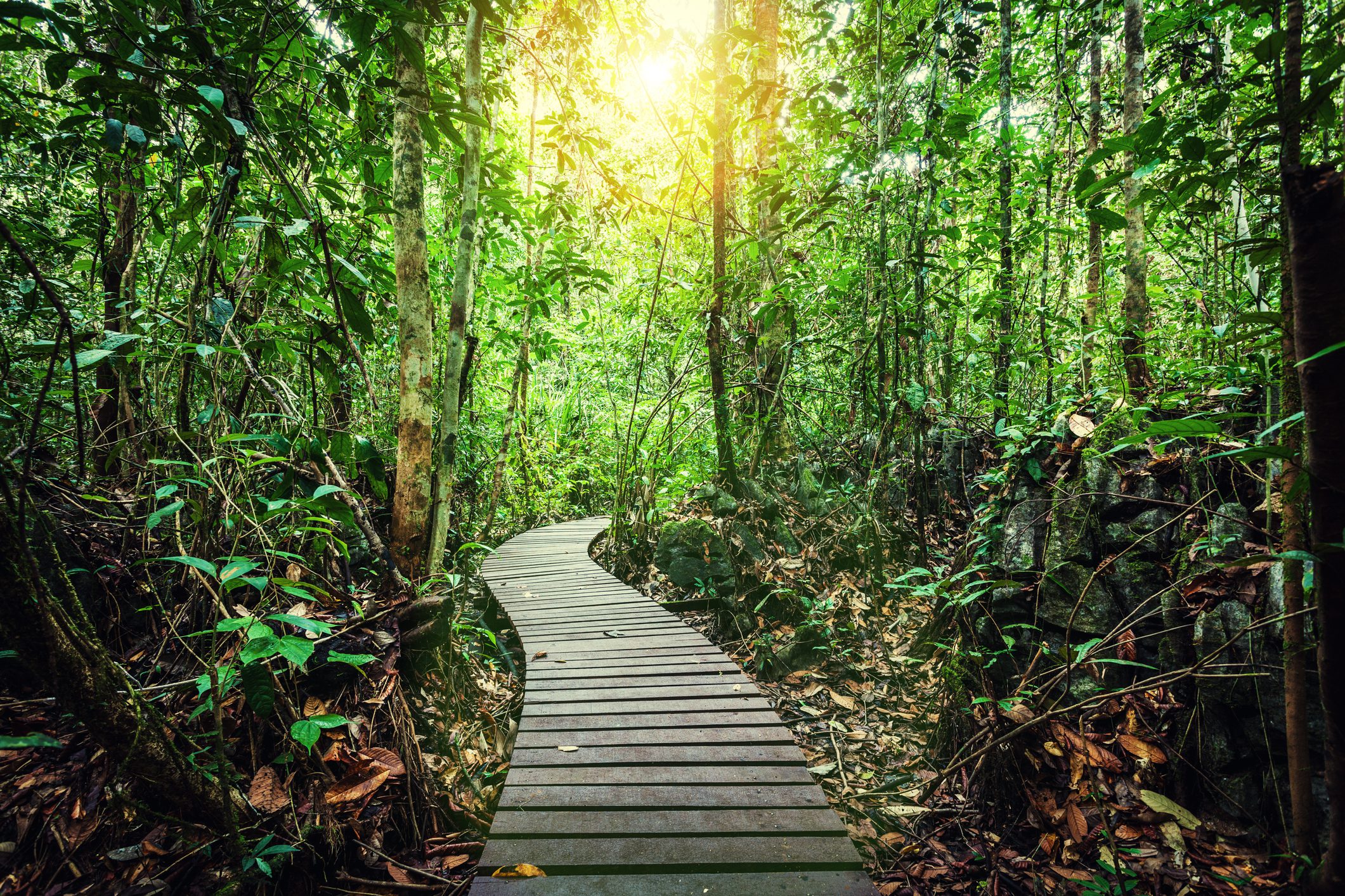 Passage Through the Jungle, Borneo Island