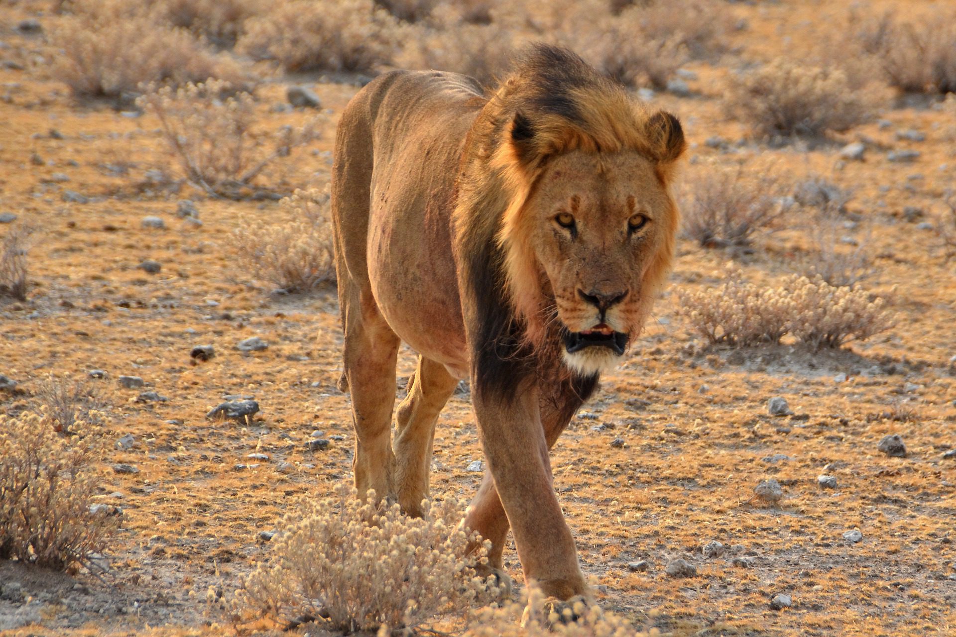 NP Etosha