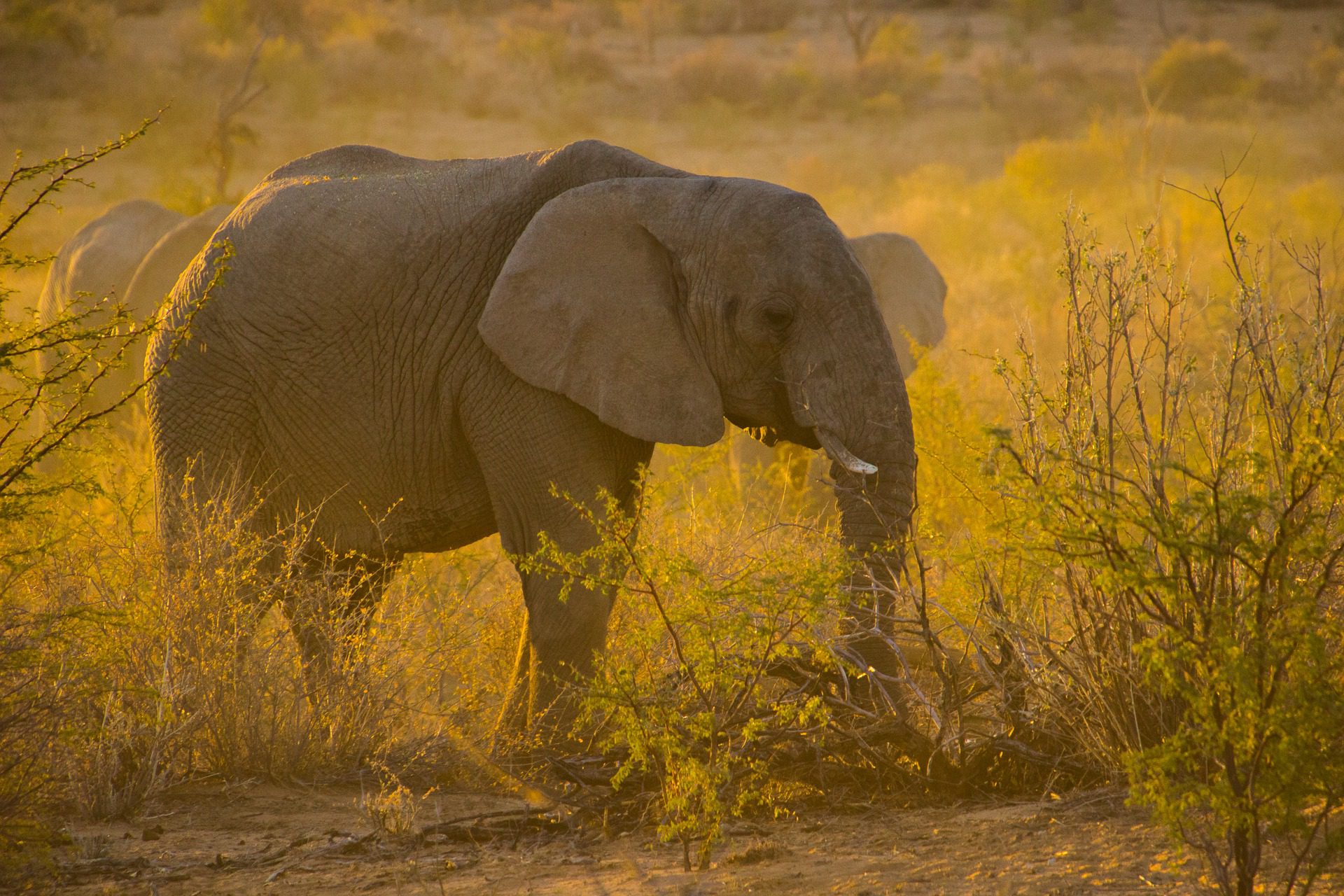 NP Etosha