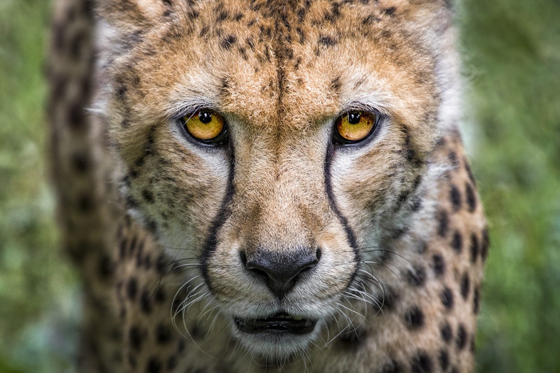 NP Etosha