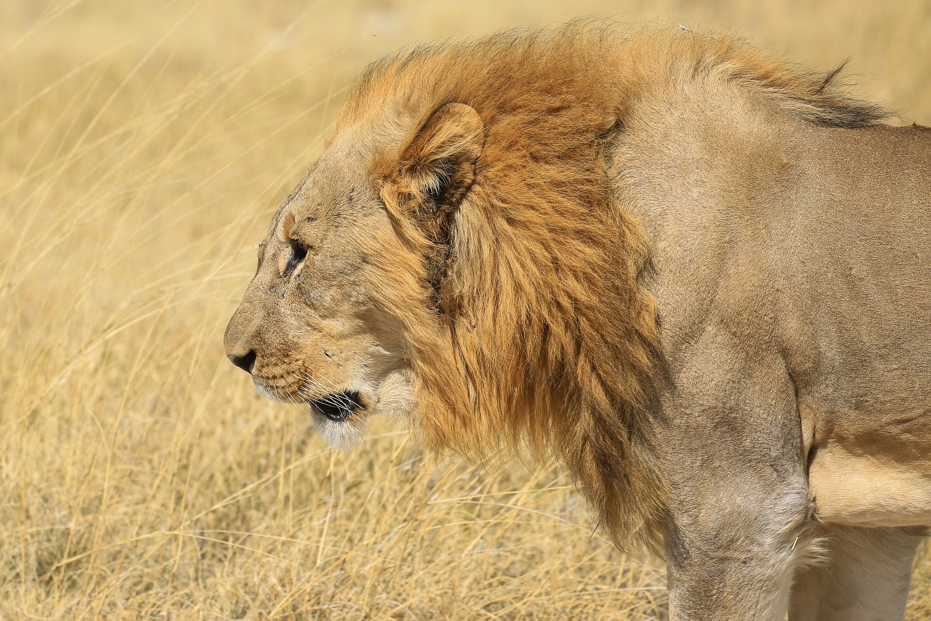 NP Etosha