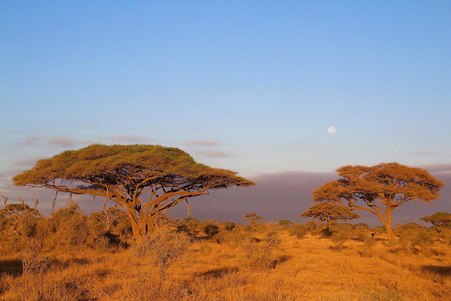NP Lake Manyara