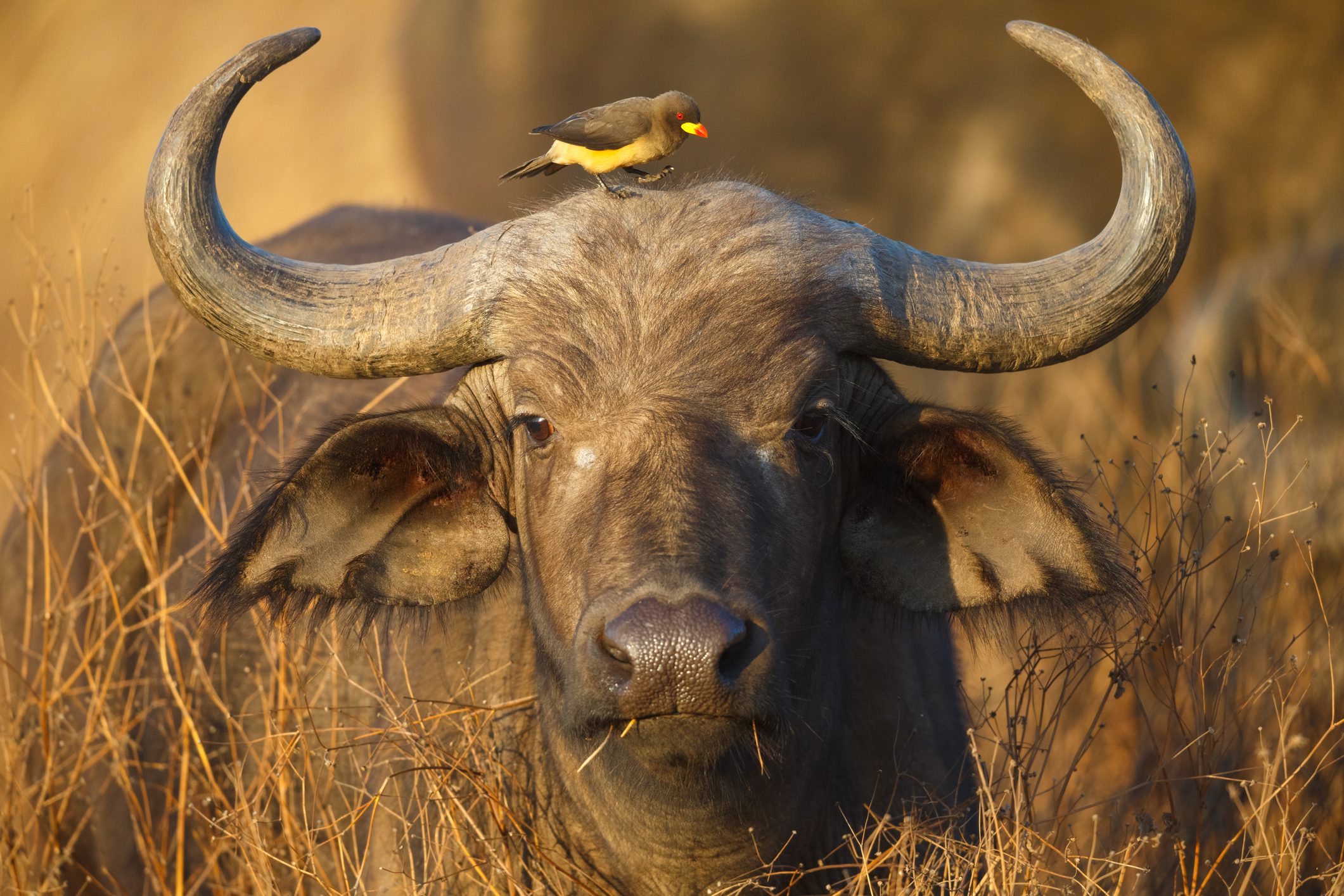 Cape Buffalo and Yellow Billed Oxpecker, Ngorongoro Crater, Tanzania Africa