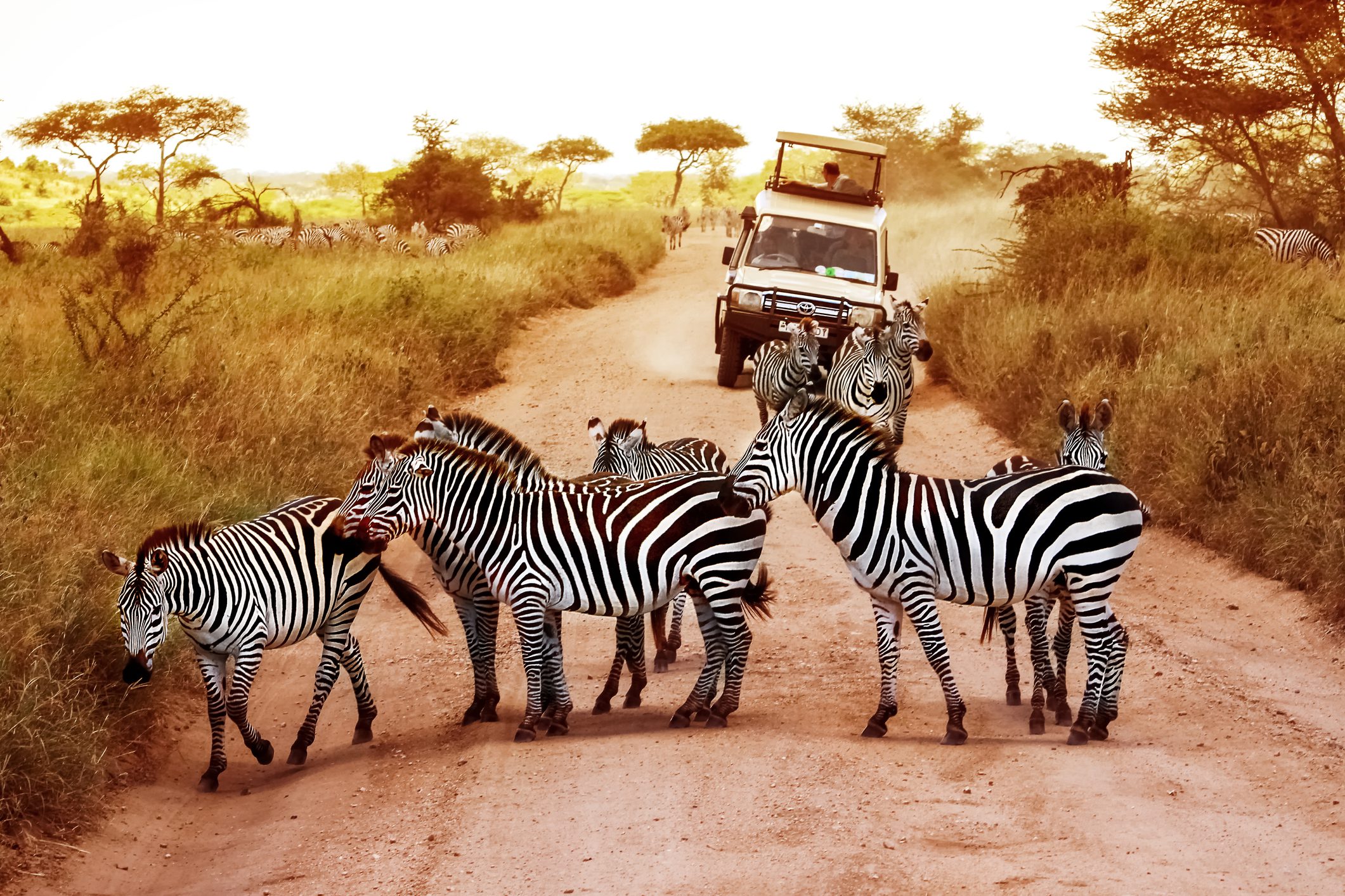 NP Serengeti
