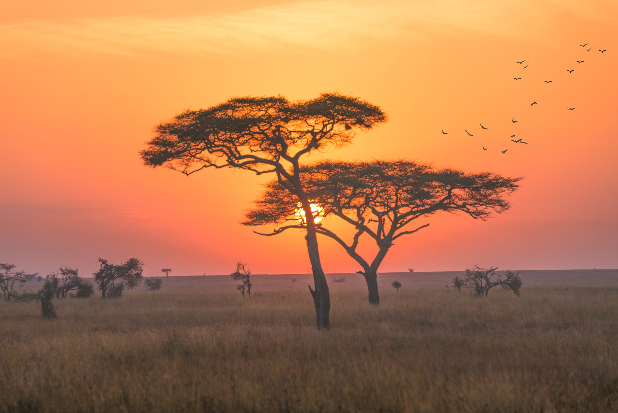 A landscape in the Serengeti national park, early morning with sunrise scence.