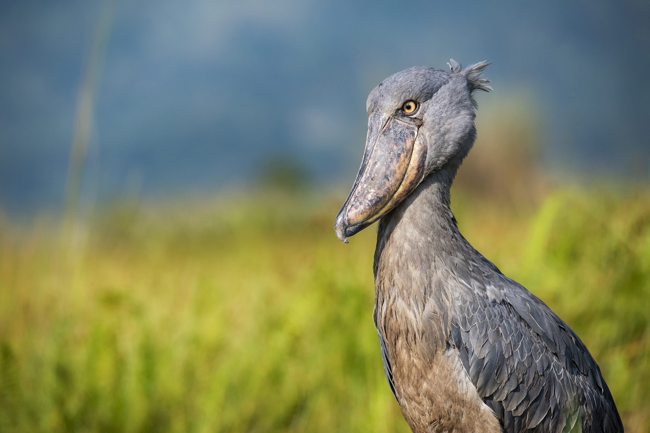 Wildlife shot of a rare Shoebill (Balaeniceps rex)