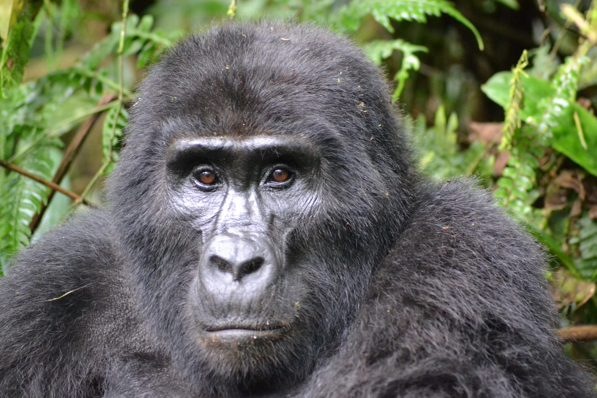 NP Bwindi