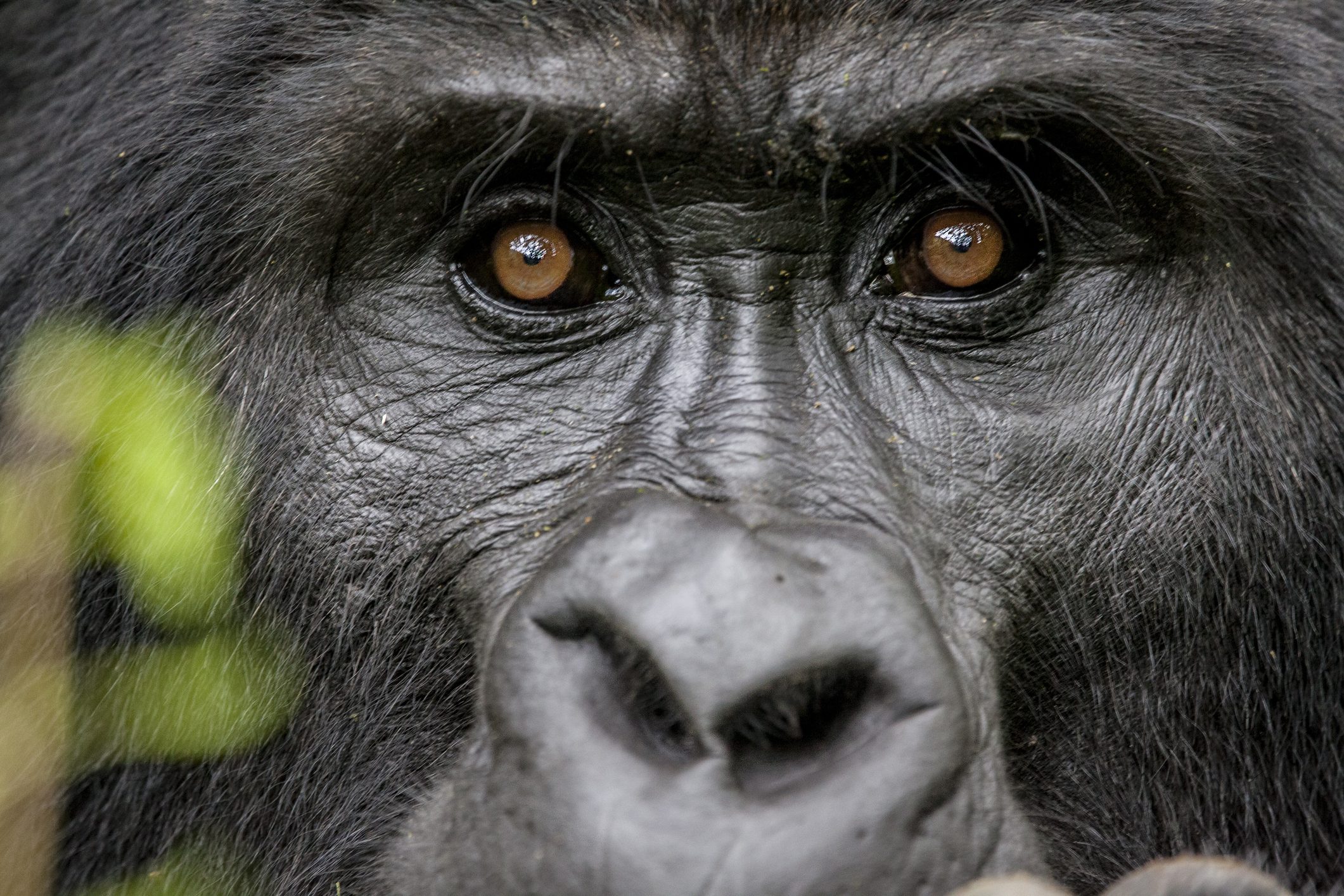 Portrait of the Endangered Silverback Mountain Gorillas