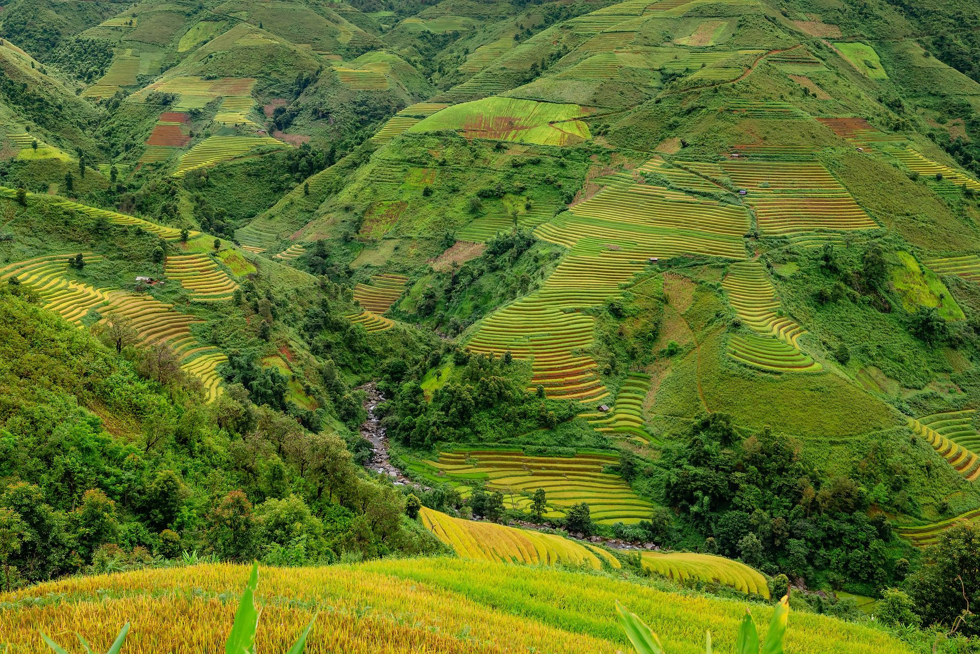 Sapa