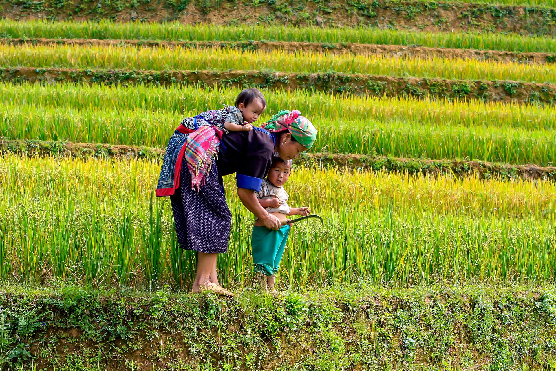 Sapa
