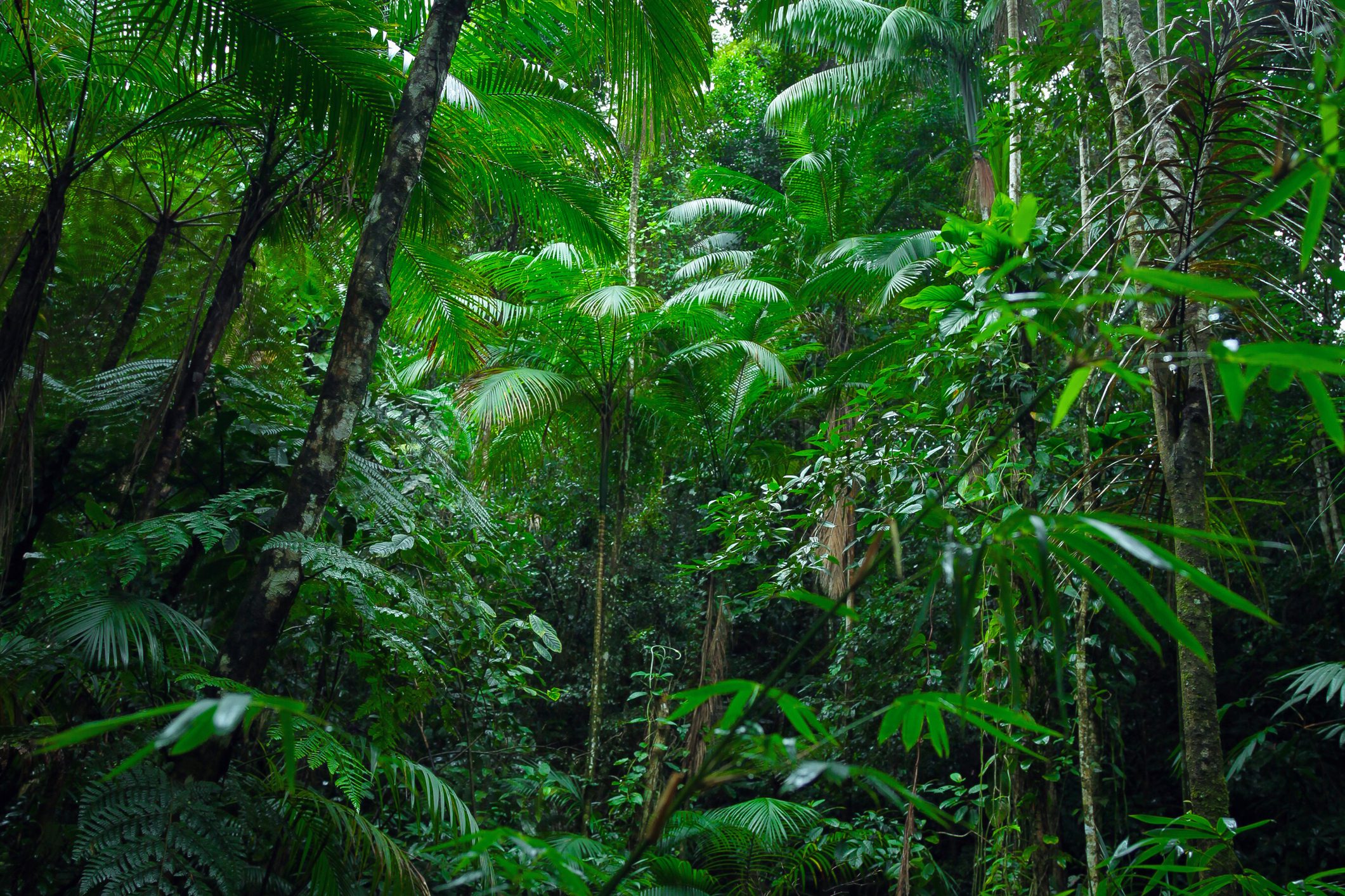 Cuyabeno Reserve, Amazonie