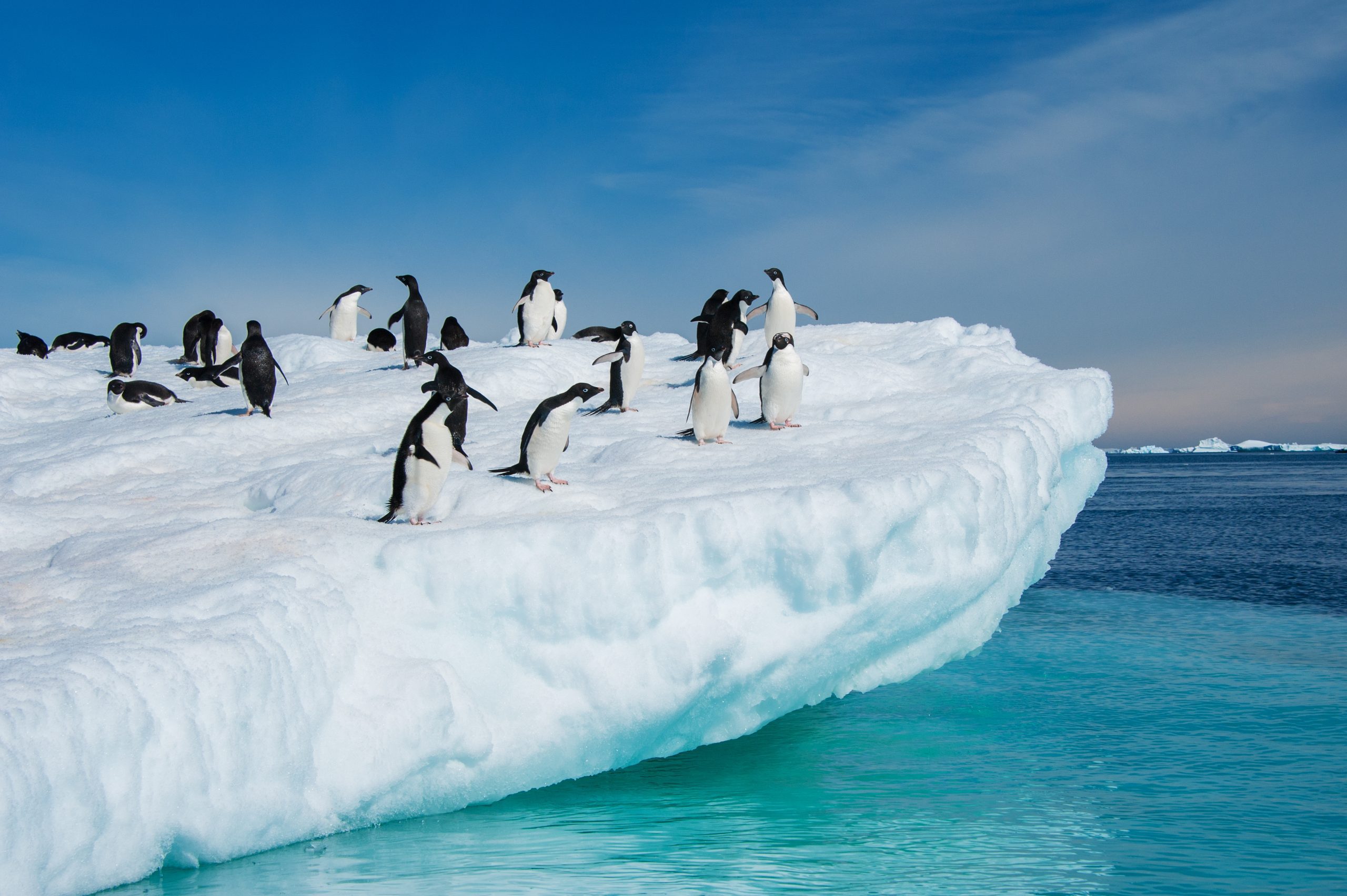 Adelie penguins jumping from iceberg