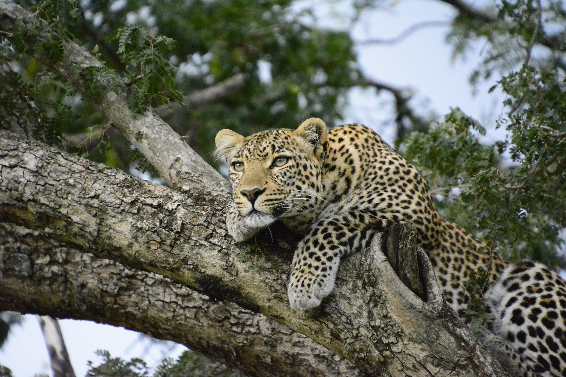 kenya-3002458_1920