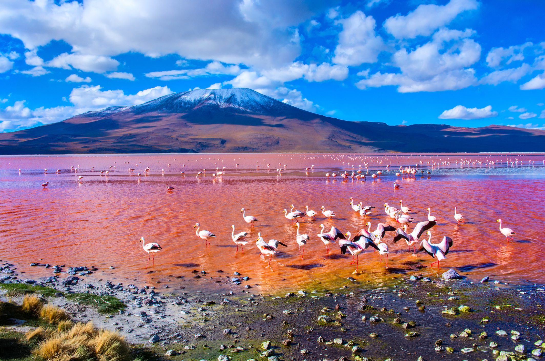 Flamingoes in Laguna Colorada , Uyuni, Bolivia