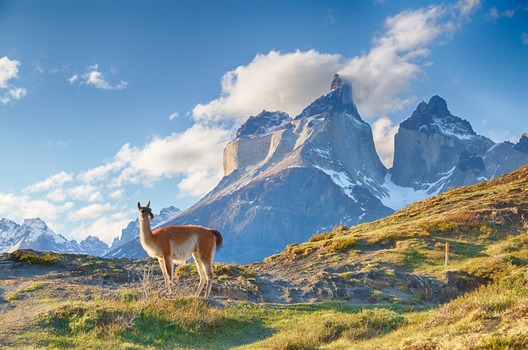 Guanaco in Chilean Patagonia