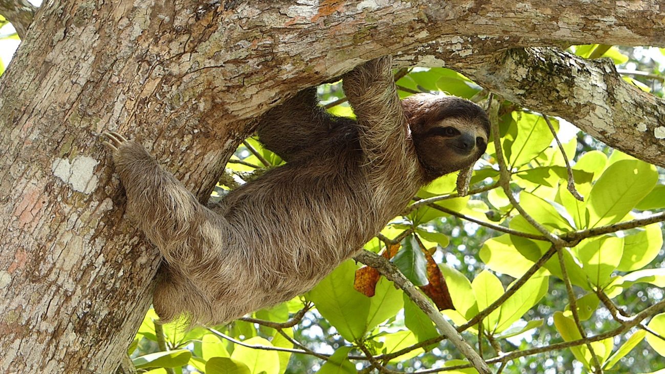 Costa-Rica-Sloth-unsplash