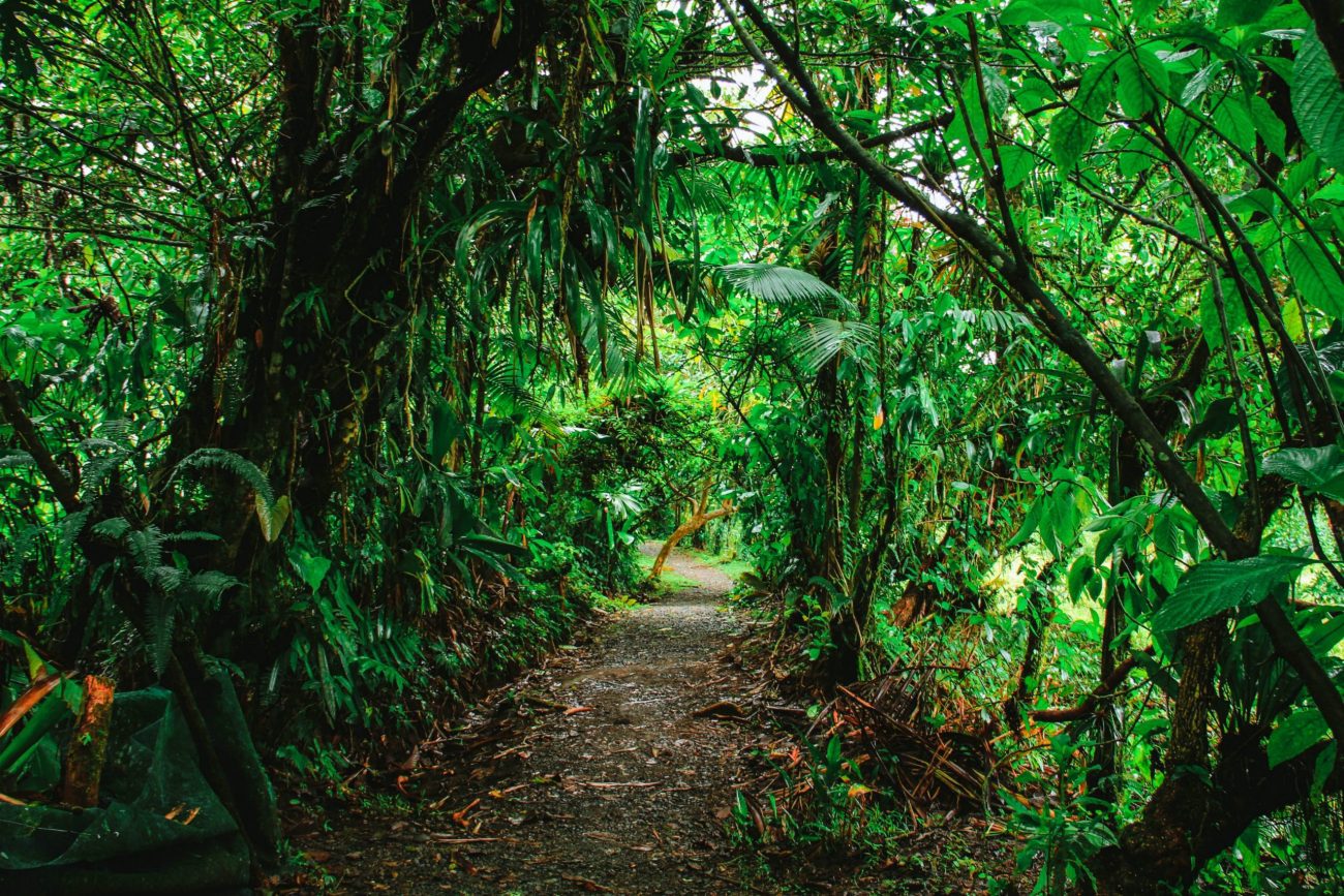 Monteverde