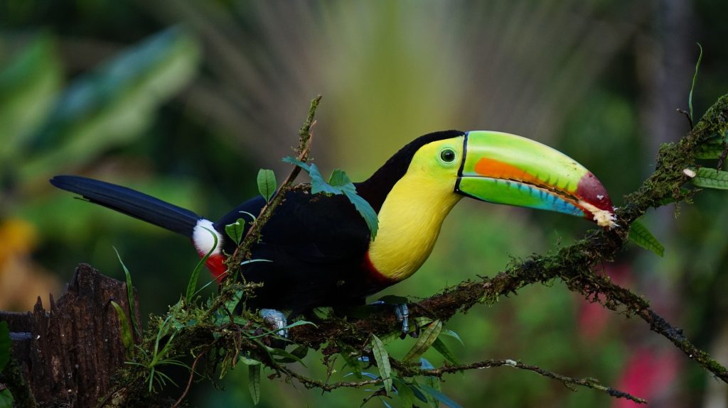 NP Tortuguero