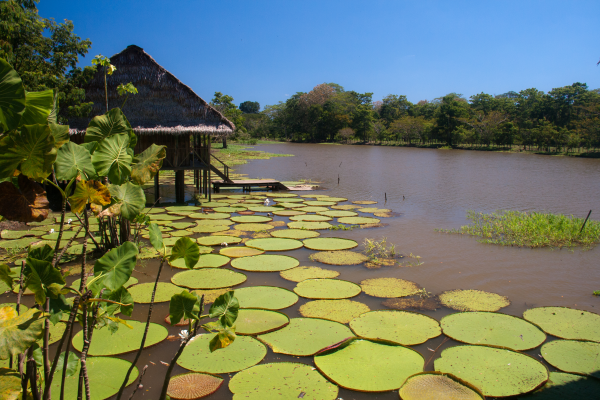 Amazonie
